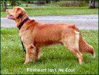 Firehart Isn´t He Cool